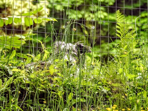 A humane skunk trap set carefully in a quiet San Antonio backyard.