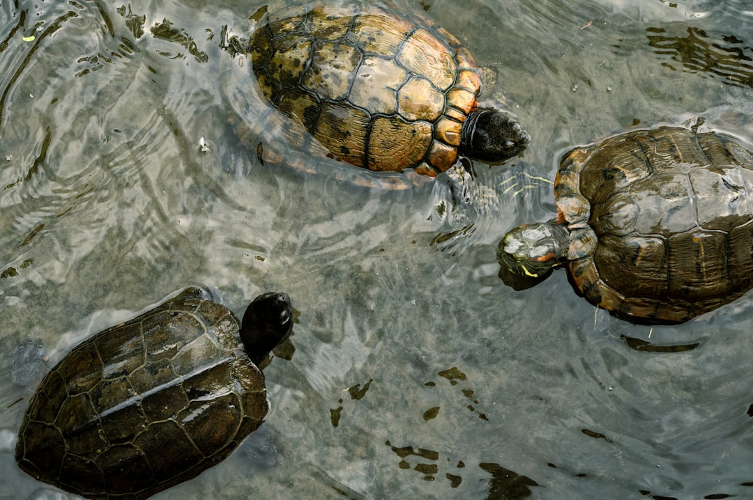 brown and black turtle on water
