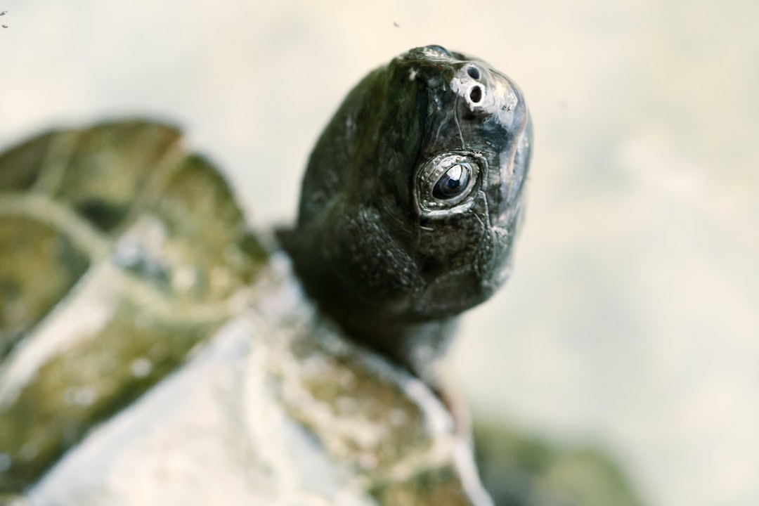 green and brown turtle on white rock