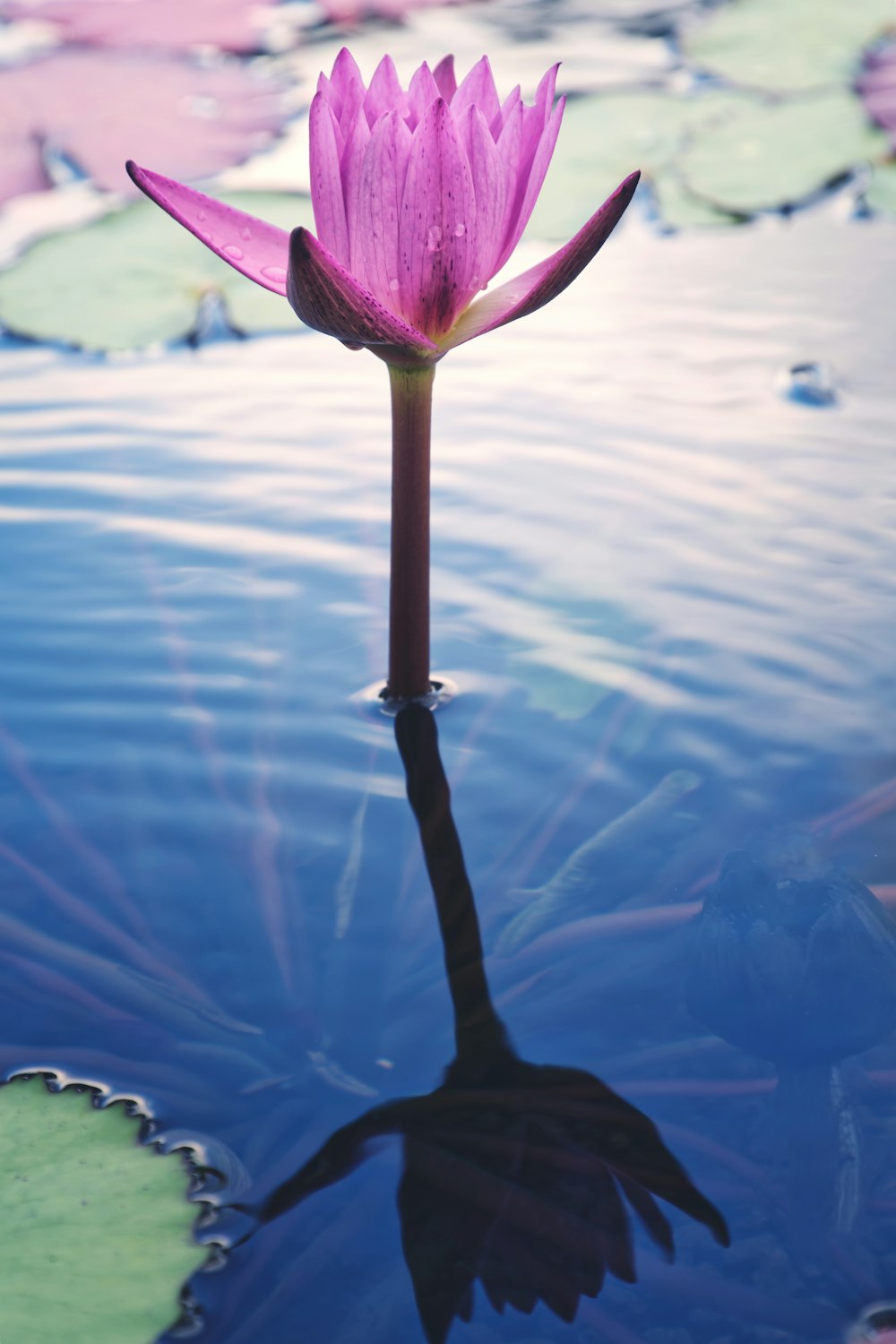 낮 동안 물에 보라색 꽃