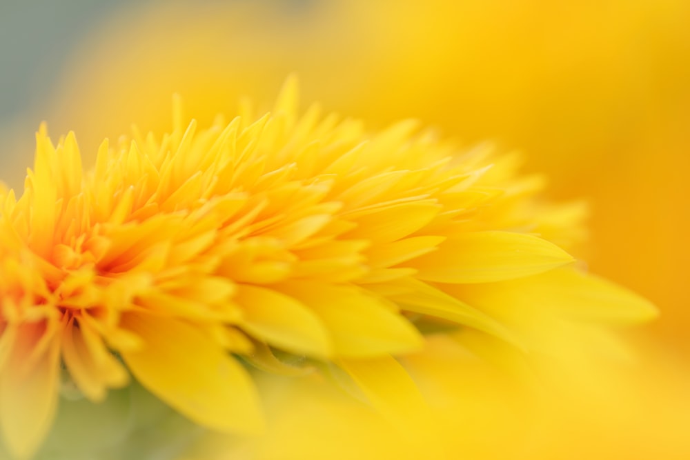 yellow flower in tilt shift lens