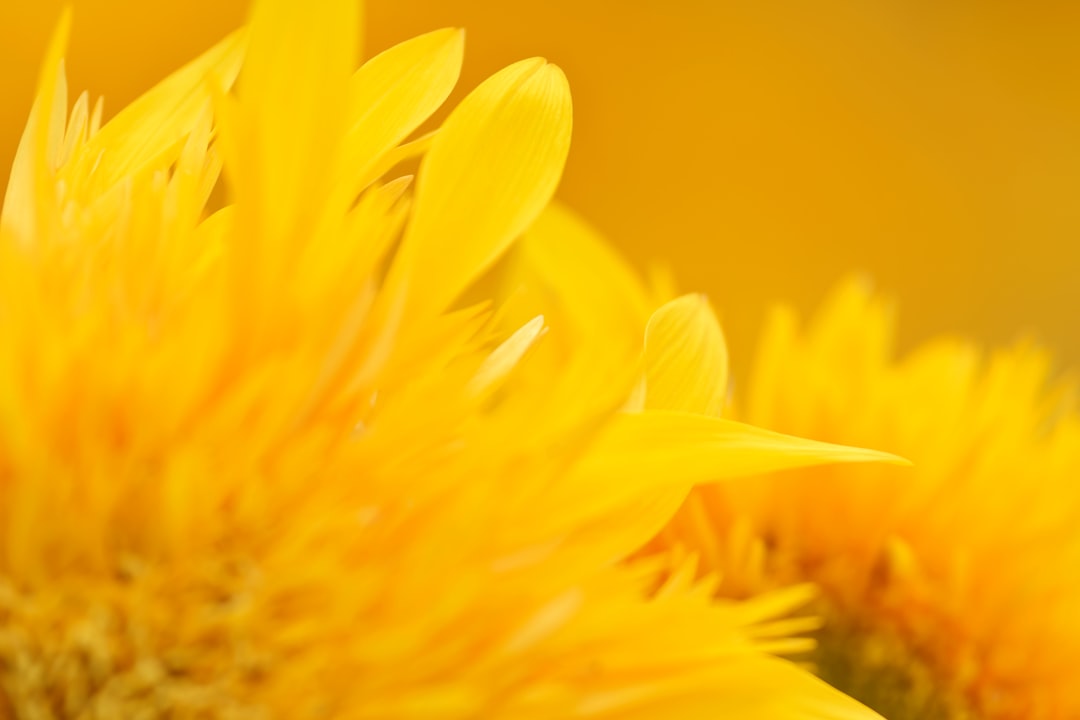 yellow flower in macro lens