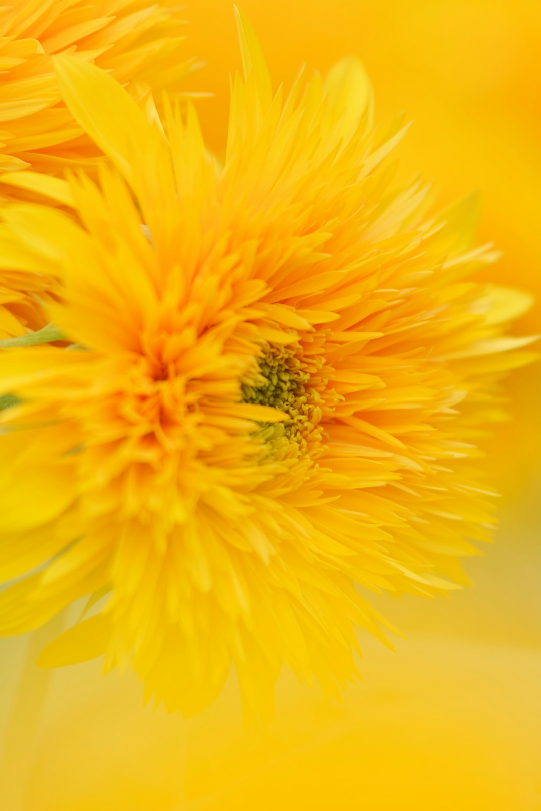 yellow flower in macro lens