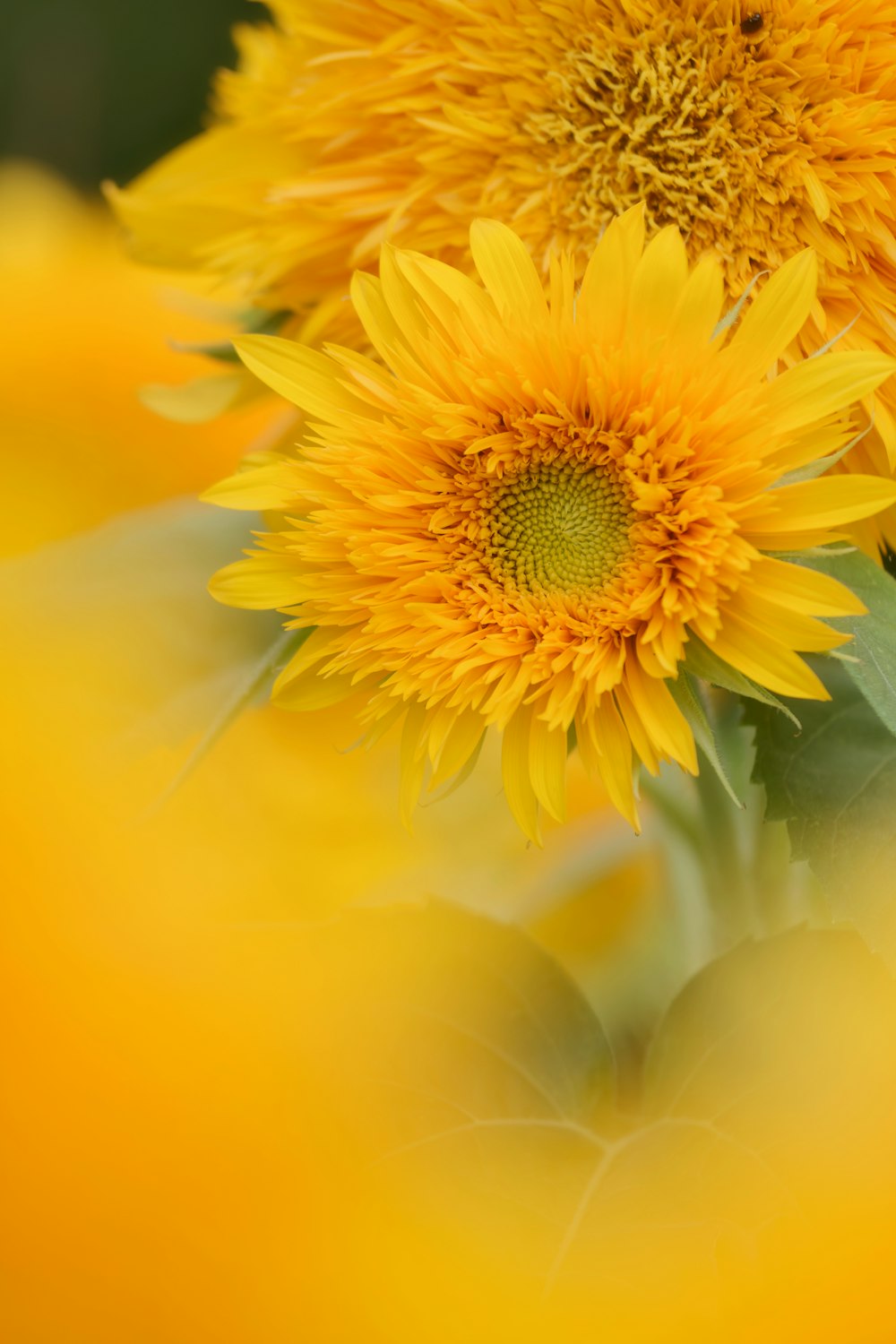 yellow sunflower in close up photography