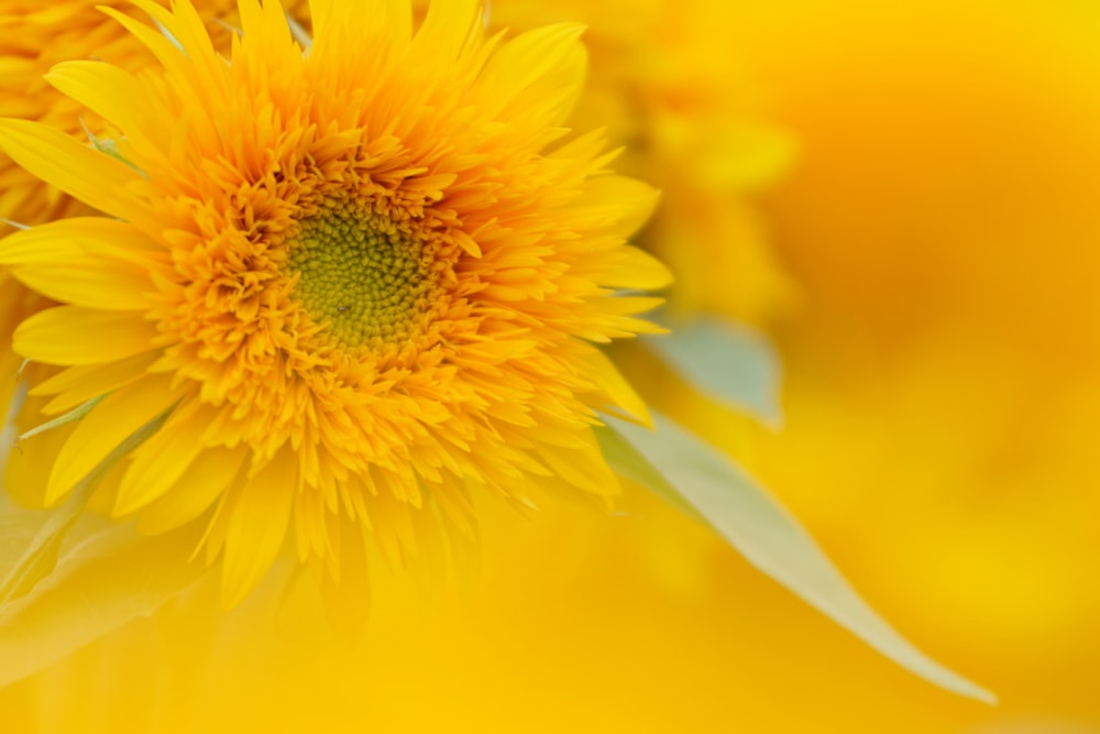 yellow and white flower in macro lens photography