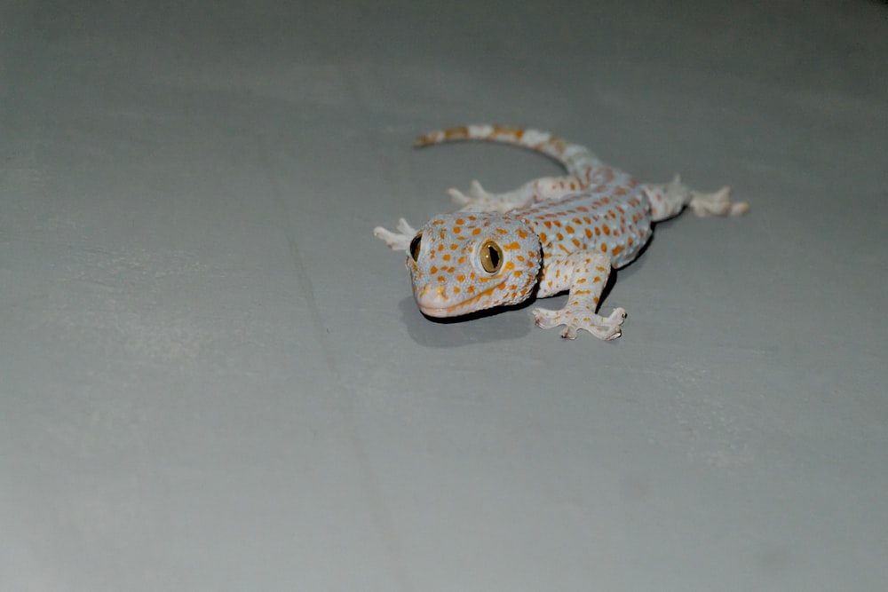 lagarto branco e marrom na superfície branca