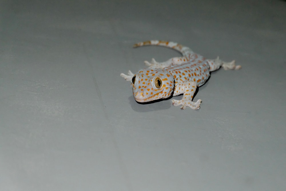 white and brown lizard on white surface