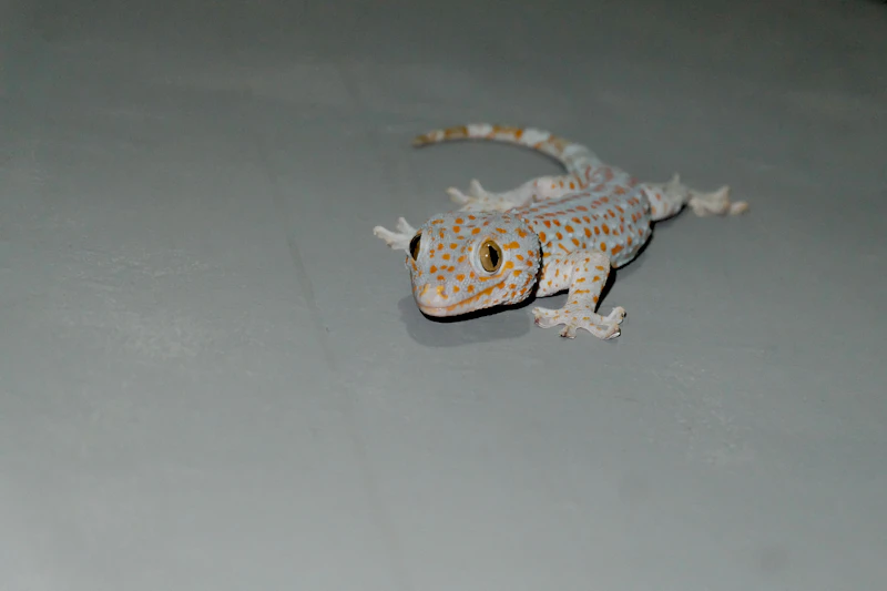 Tokay Gecko (Gekko gecko) in natural habitat