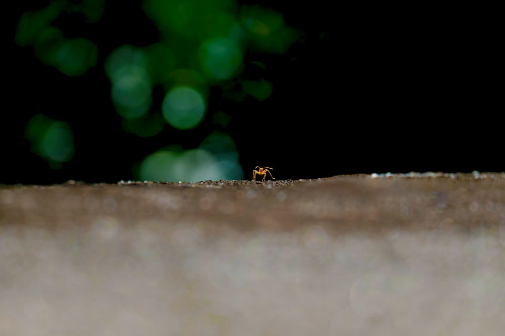 Insecte brun et noir sur surface de béton brun