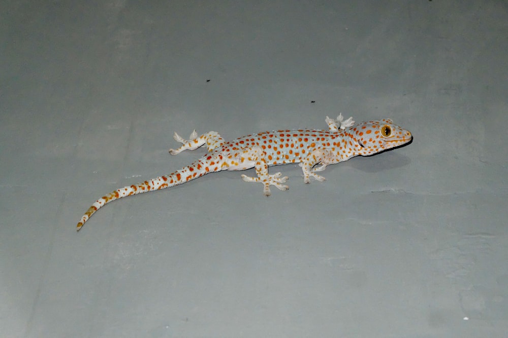 lagarto marrom e preto na superfície branca