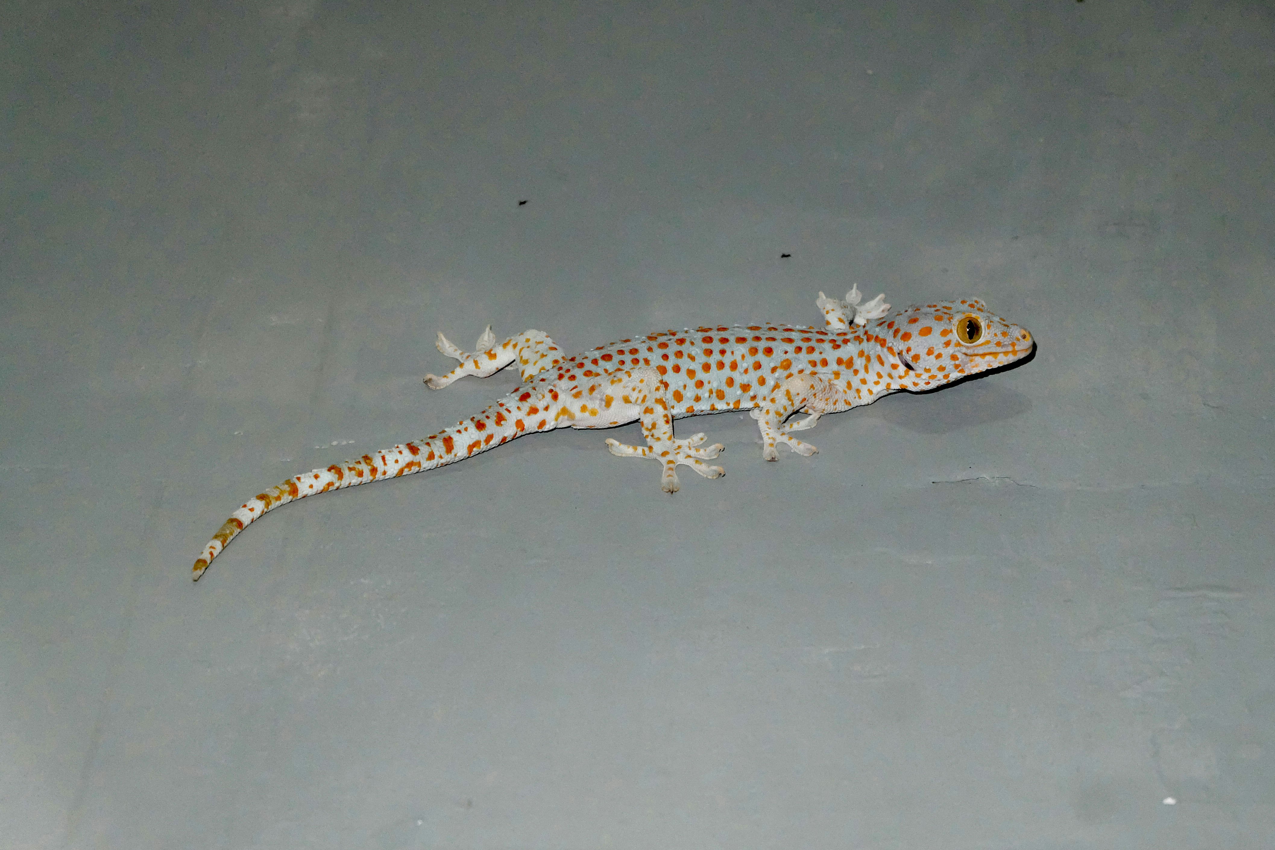 A common gecko in Indonesia. Notorious for its loud sound. "TOK..KEK! TOK..KEK!". I think it worth a lot because their tails are deemed to have medicinal properties by some Indonesians.