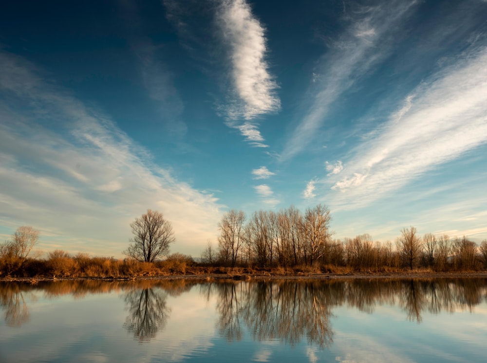 brown trees on lake side under blue sky during daytime