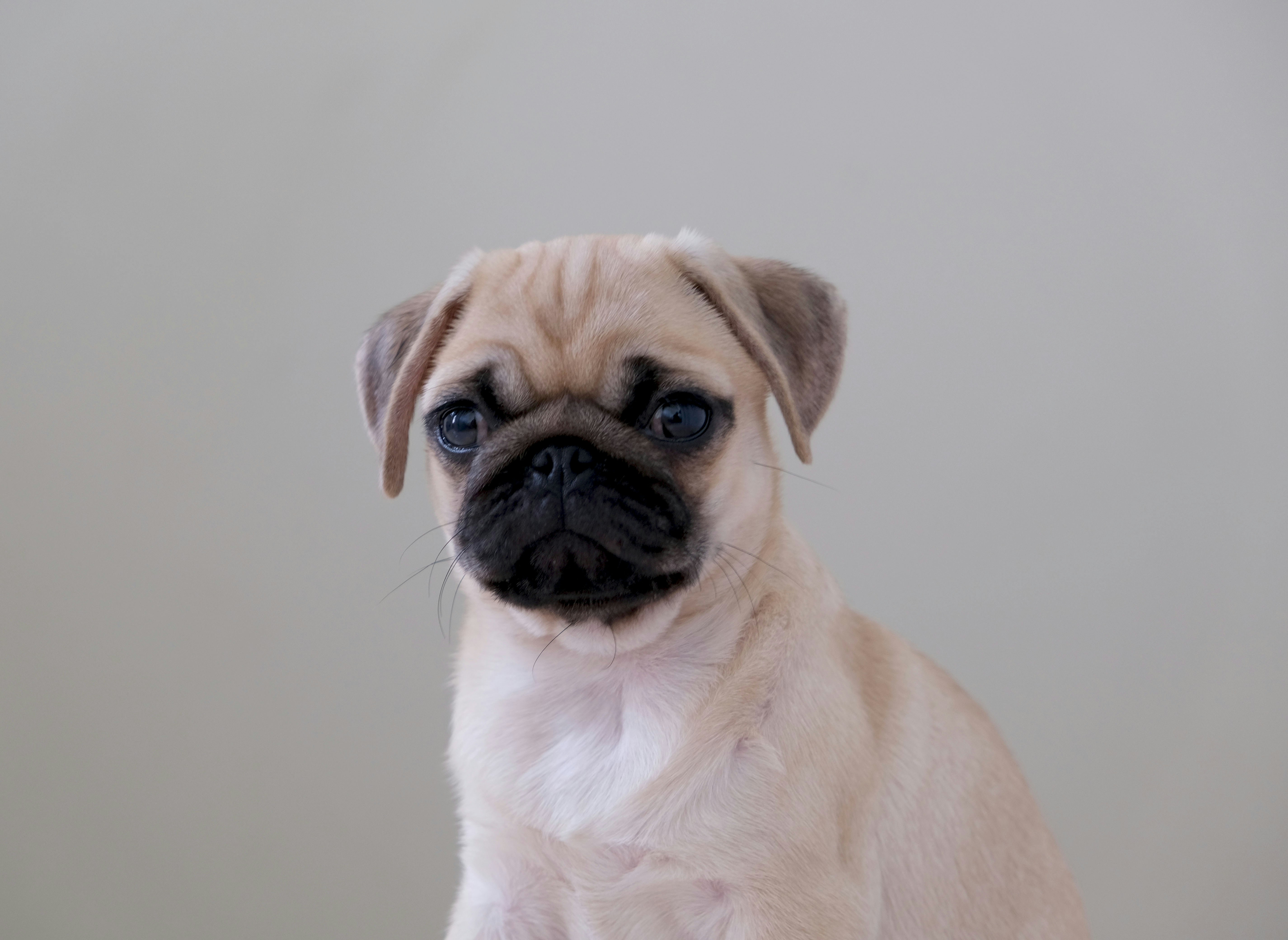 My dog, Skippy.