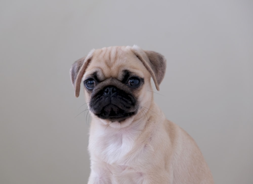 fawn pug sitting on floor