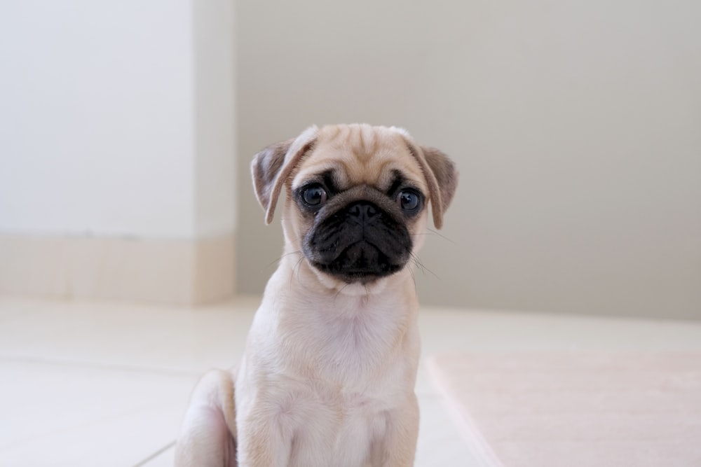 fawn pug on white floor