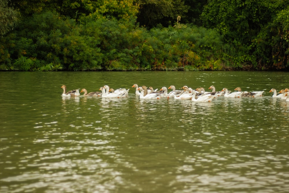 stormo di cigni bianchi sull'acqua durante il giorno