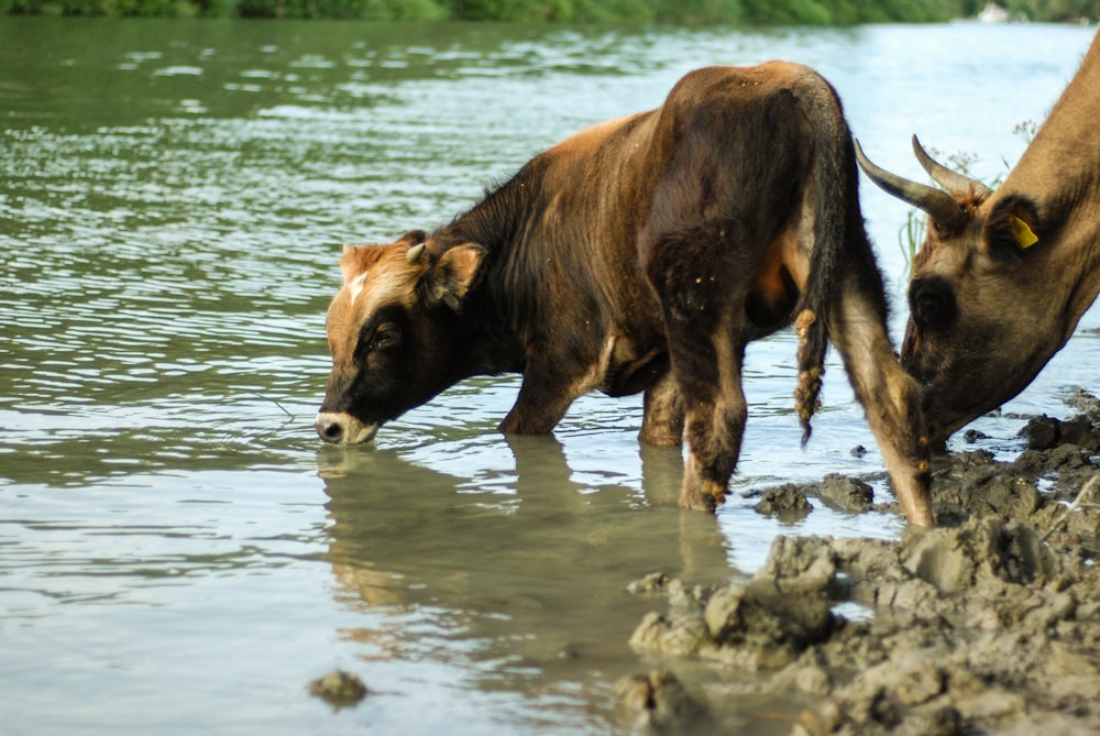 brown cow on water during daytime