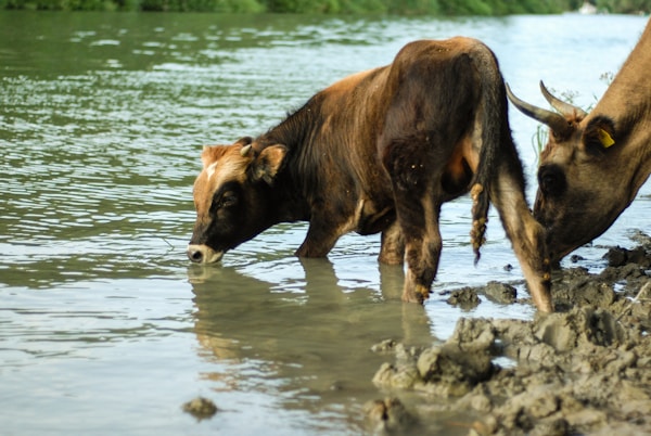Brown cow on water during daytime