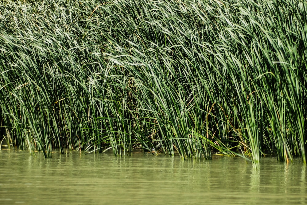 green and brown grass on water