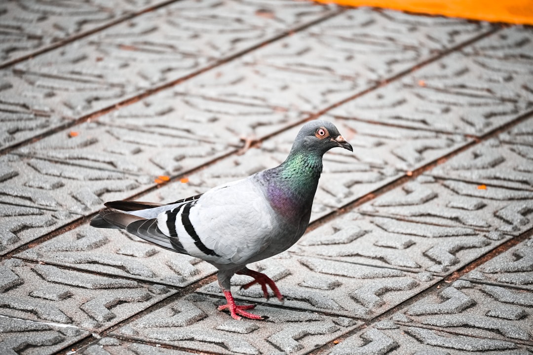green and gray pigeon on brown and white concrete floor