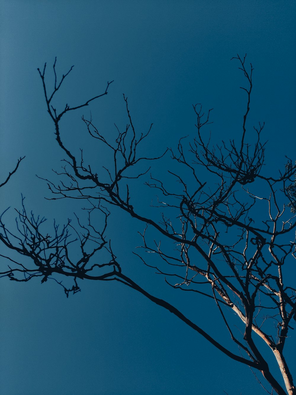 bare tree under blue sky