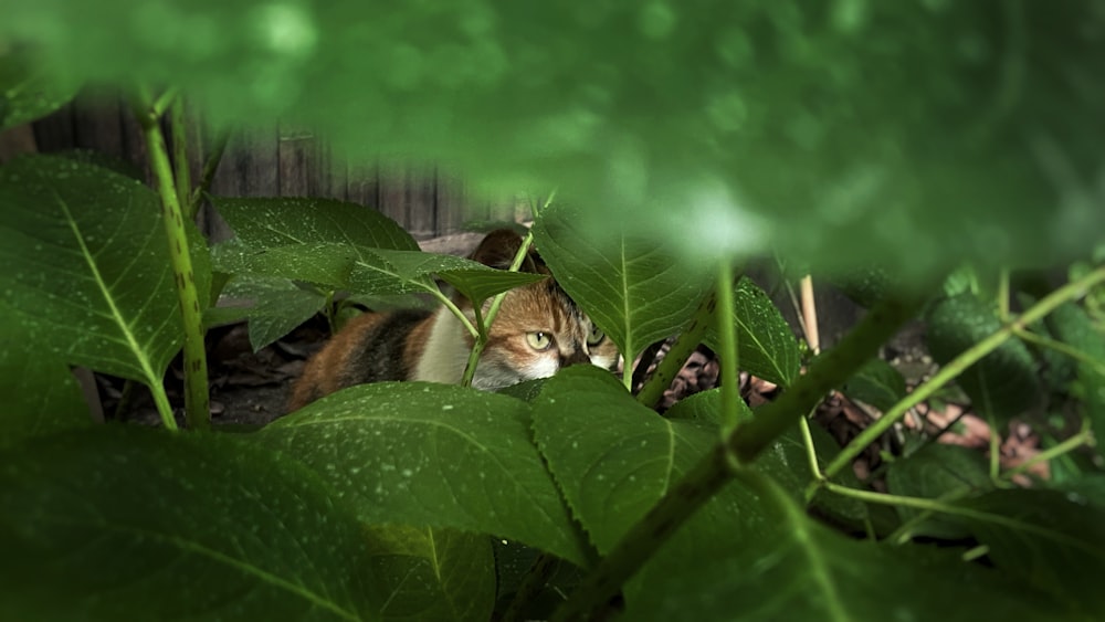 Gato marrón y blanco en planta verde