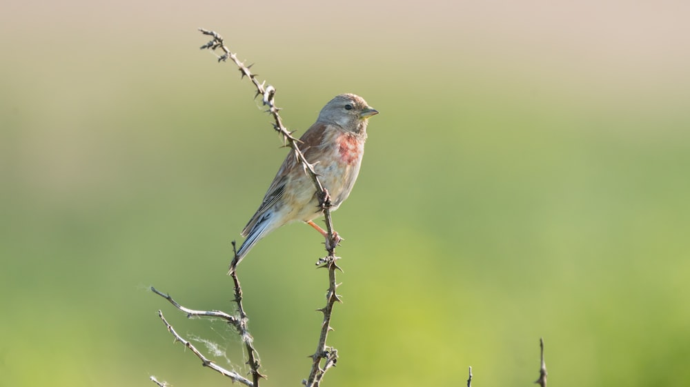 brown and gray bird on brown tree branch during daytime