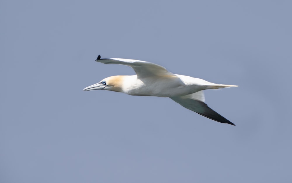 white and black bird flying