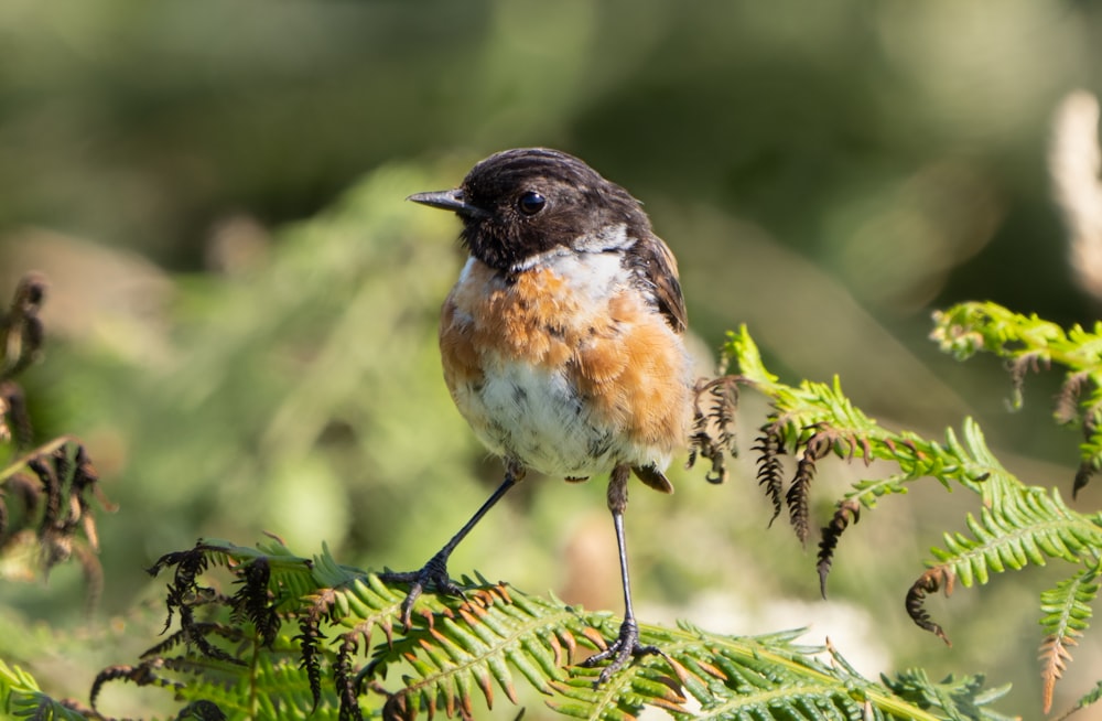 brown and black bird on green plant