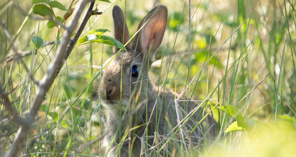 gray rabbit on green grass during daytime