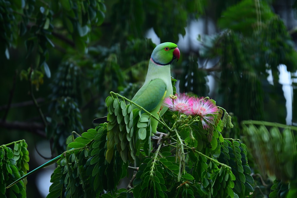 green and pink parrot perched on tree branch