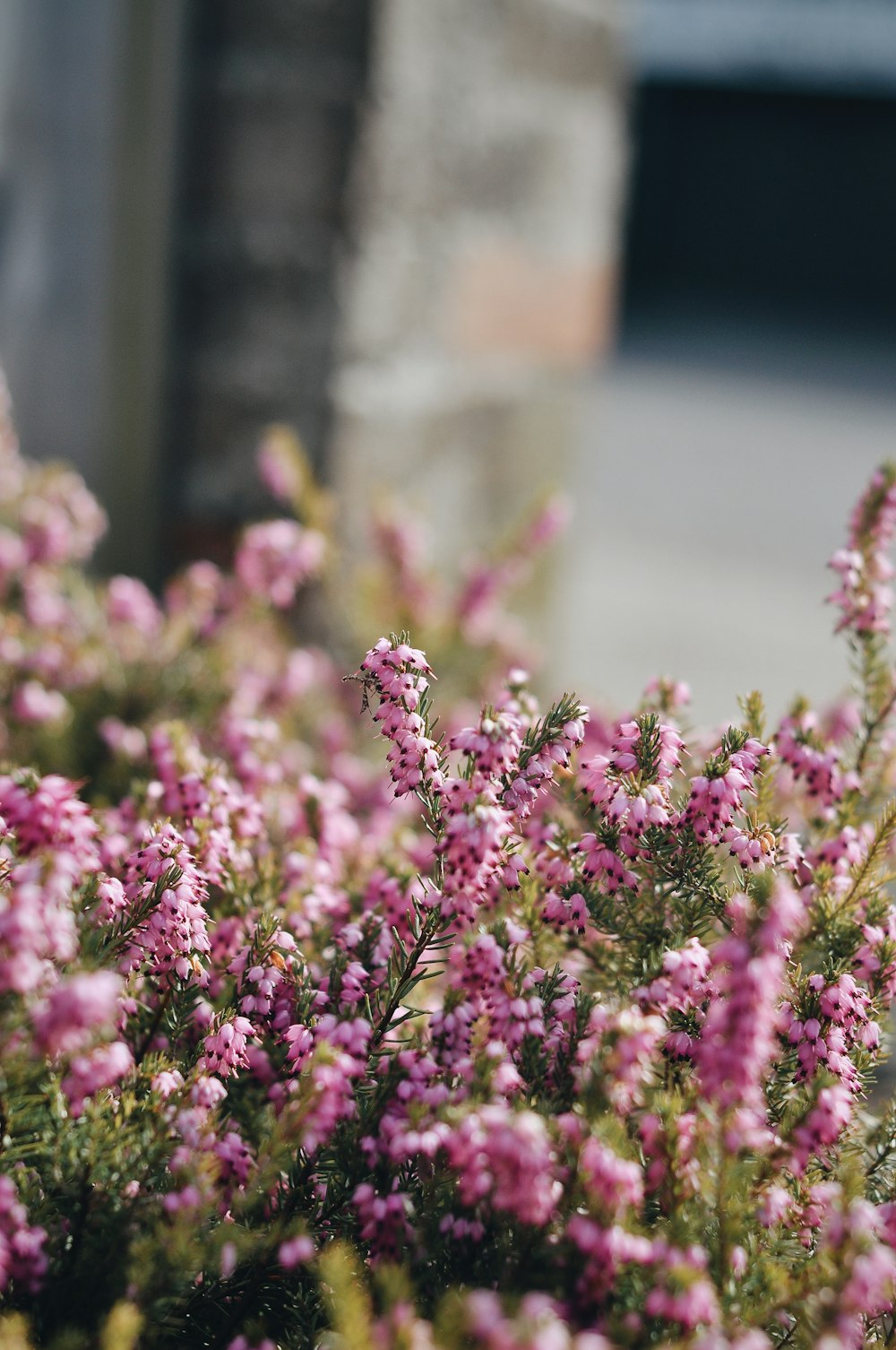 pink flowers in tilt shift lens