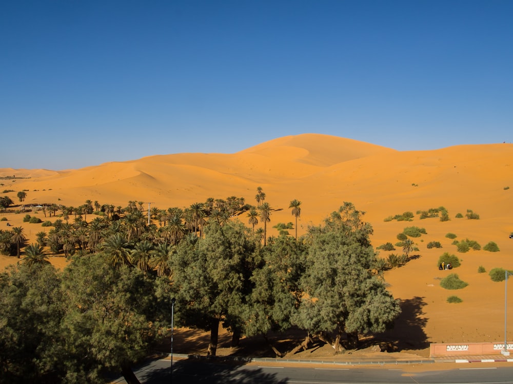 green trees on brown sand during daytime