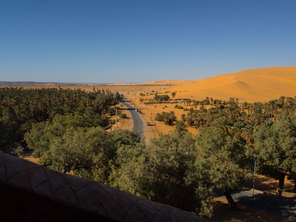 green trees on brown sand during daytime