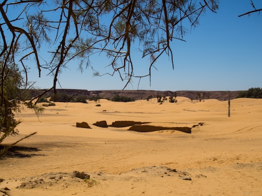 brown sand and green trees during daytime in Béni Abbès Algeria