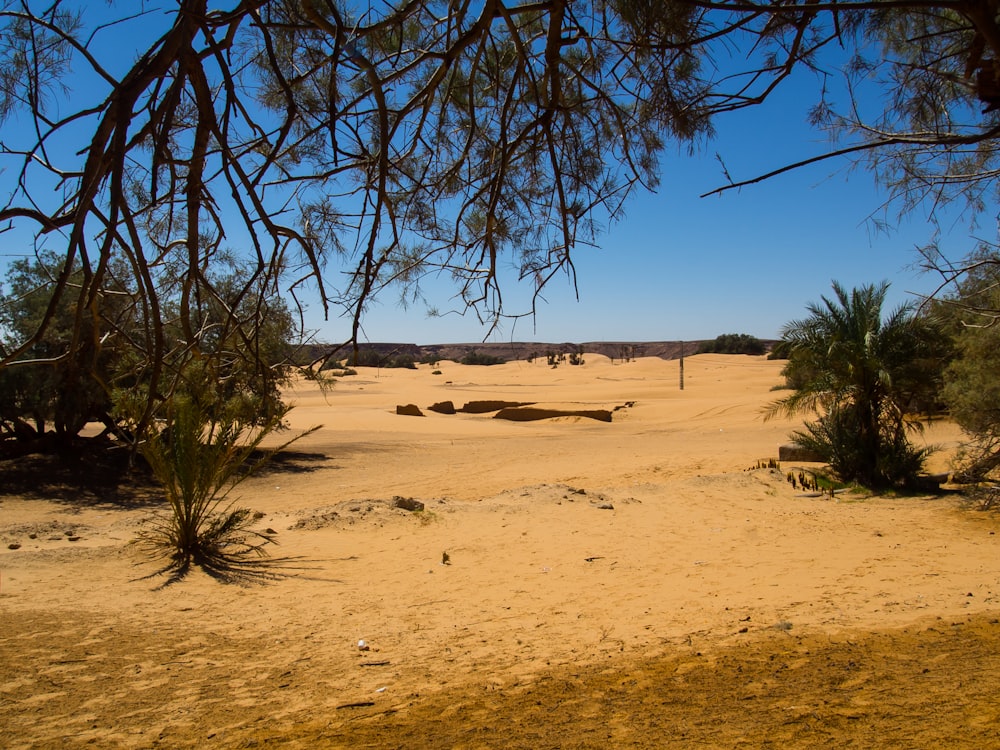 bare tree on brown sand under blue sky during daytime