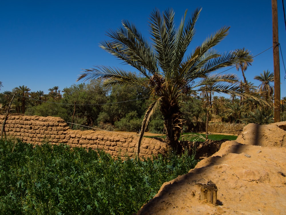 Palmera verde cerca de la pared de ladrillo marrón