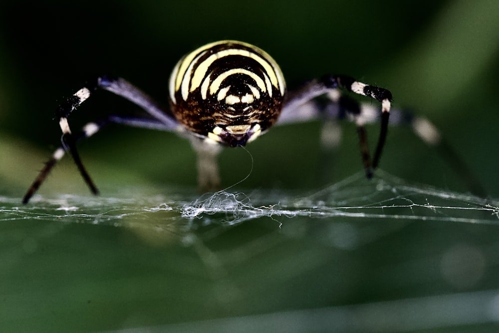 낮 동안 클로즈업 사진에서 웹에 노란색과 검은 거미