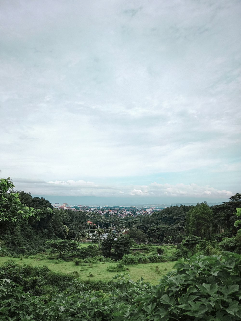 green trees under white sky during daytime