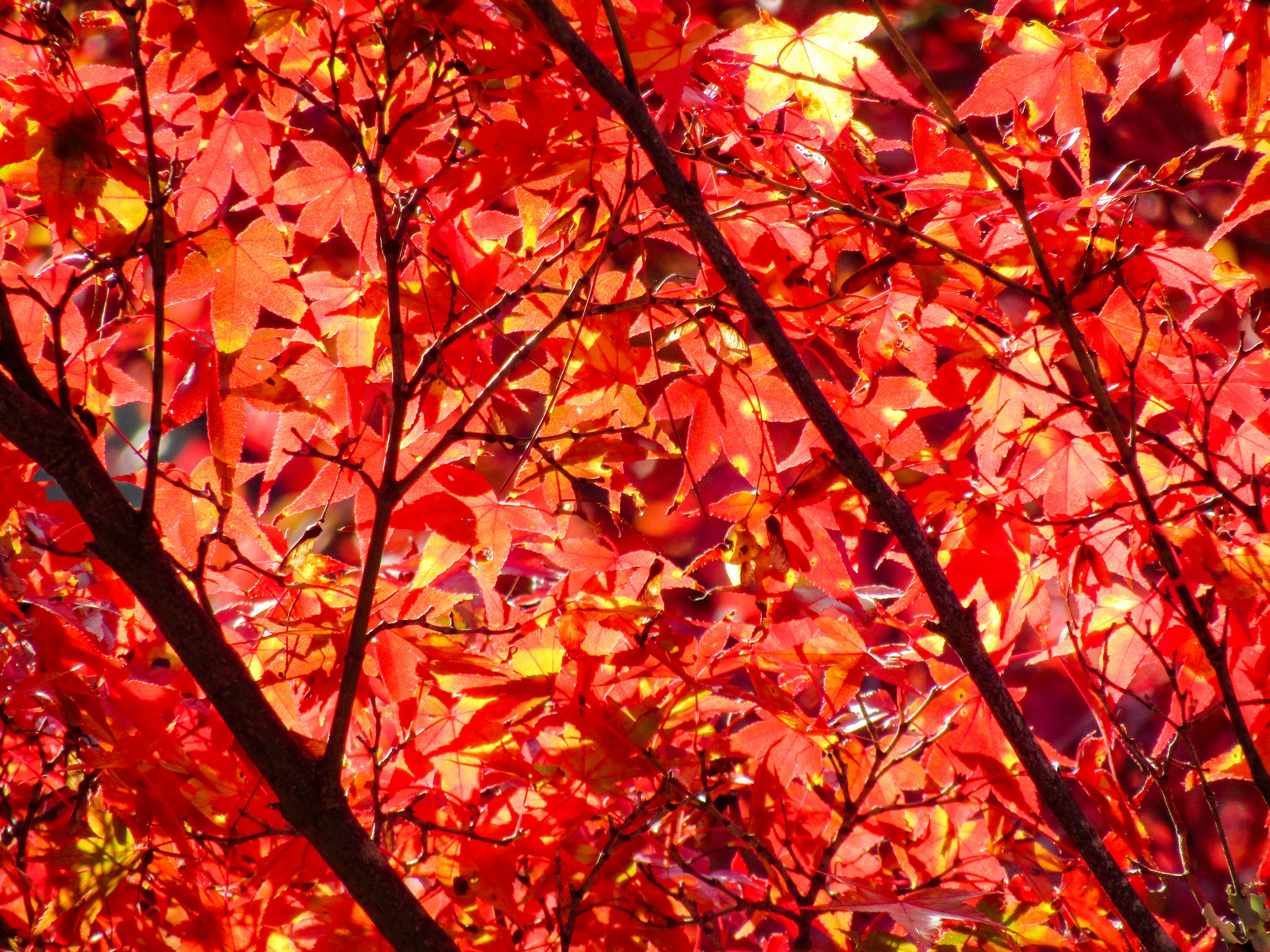 Photo by heppoko_yama