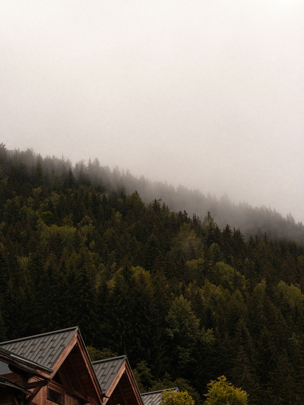 green trees under white sky during daytime