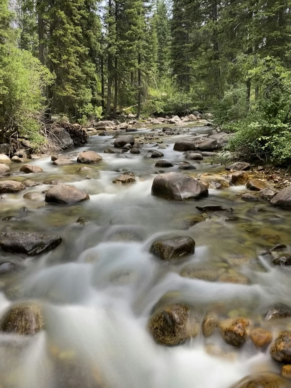 river in the middle of forest during daytime