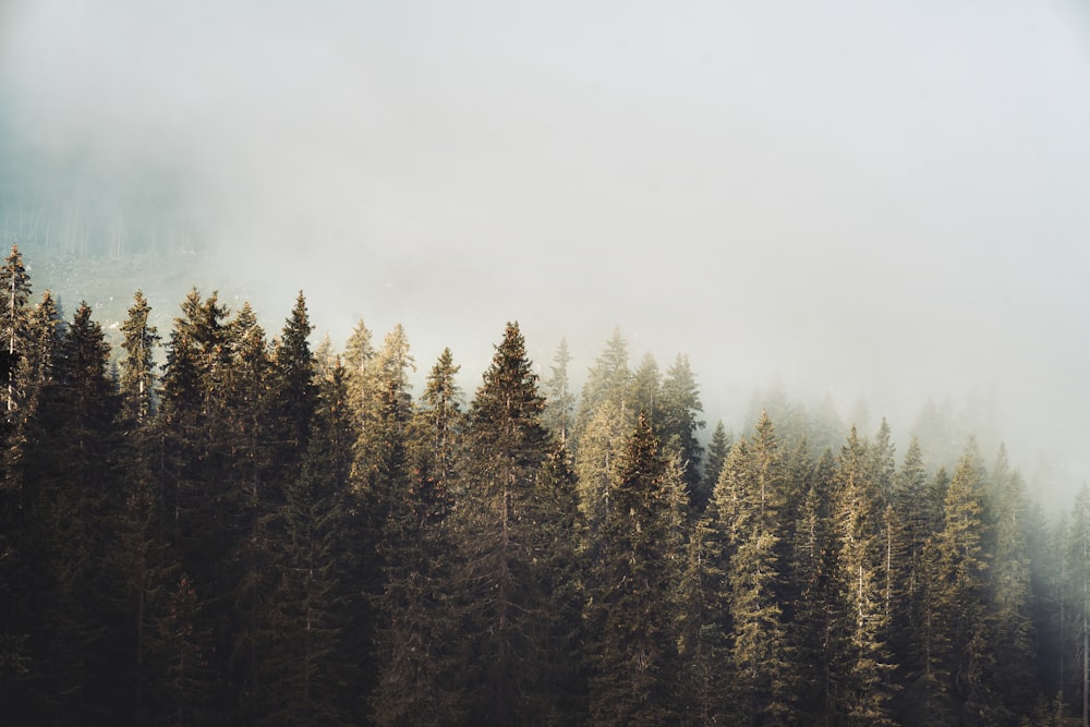 green pine trees under white sky