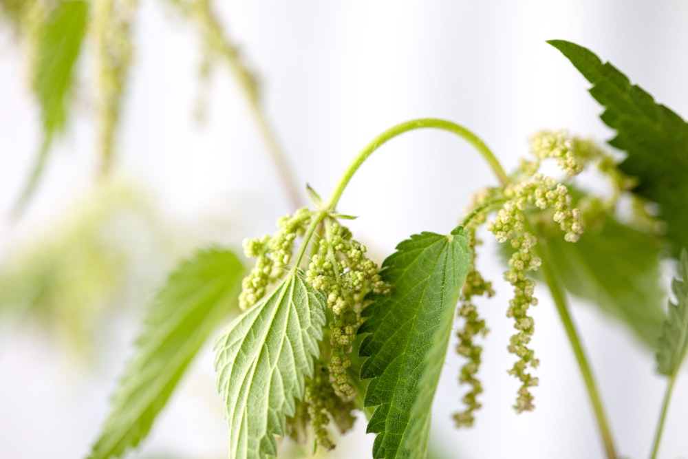 white flower with green leaves