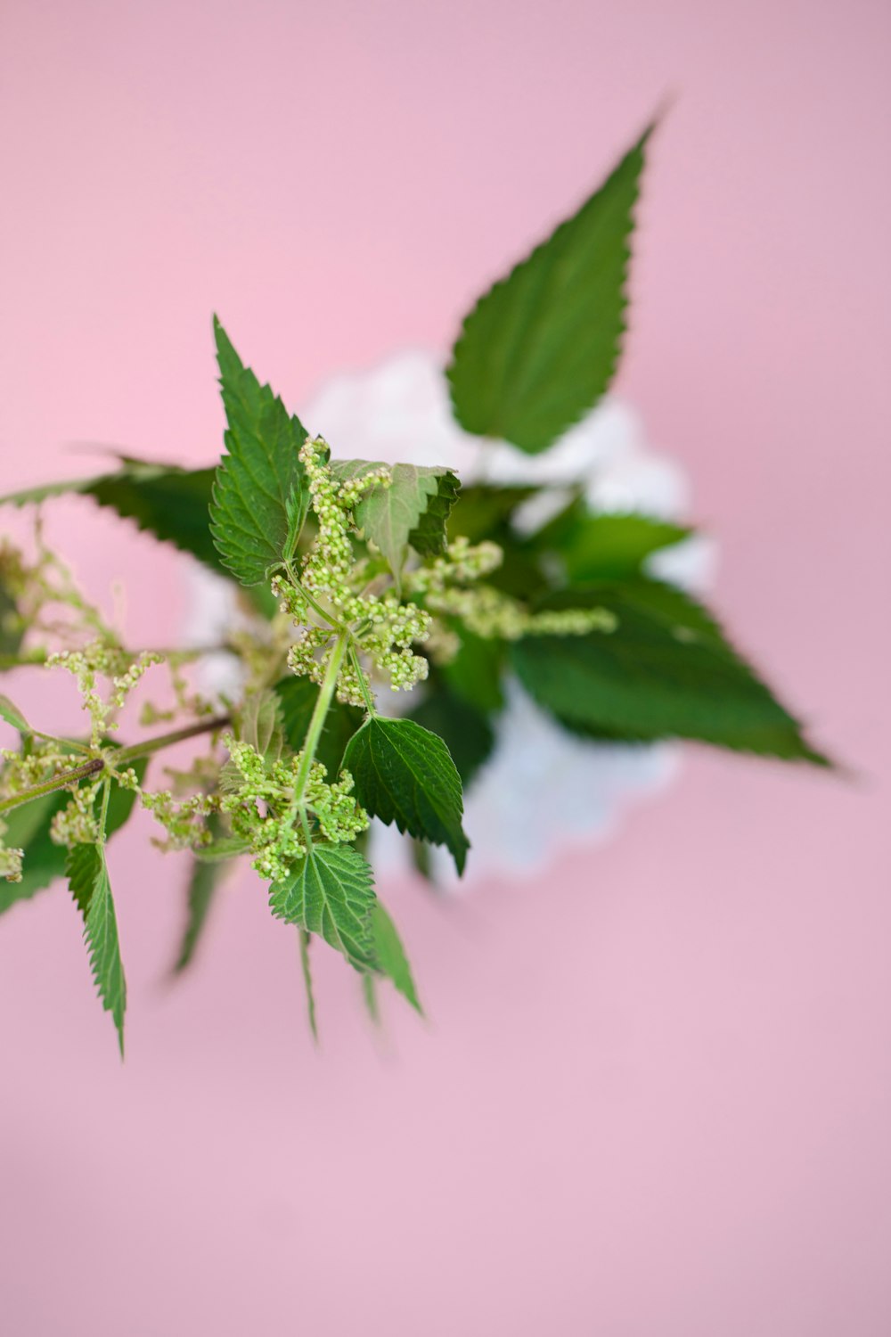 green leaves in macro lens