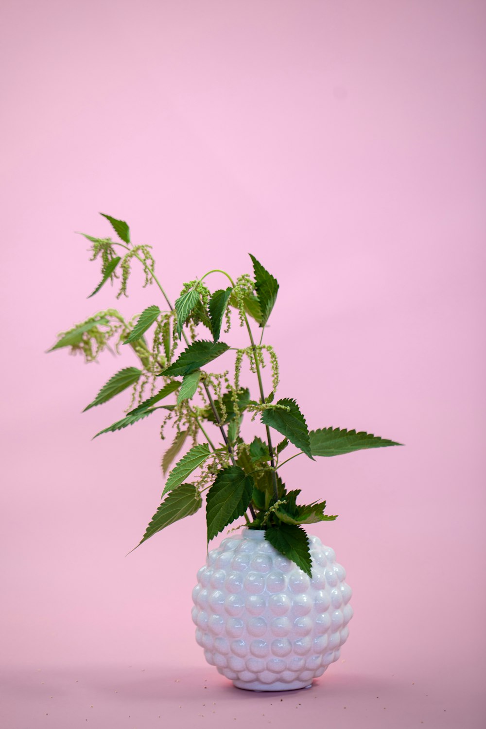 Planta verde en recipiente redondo blanco