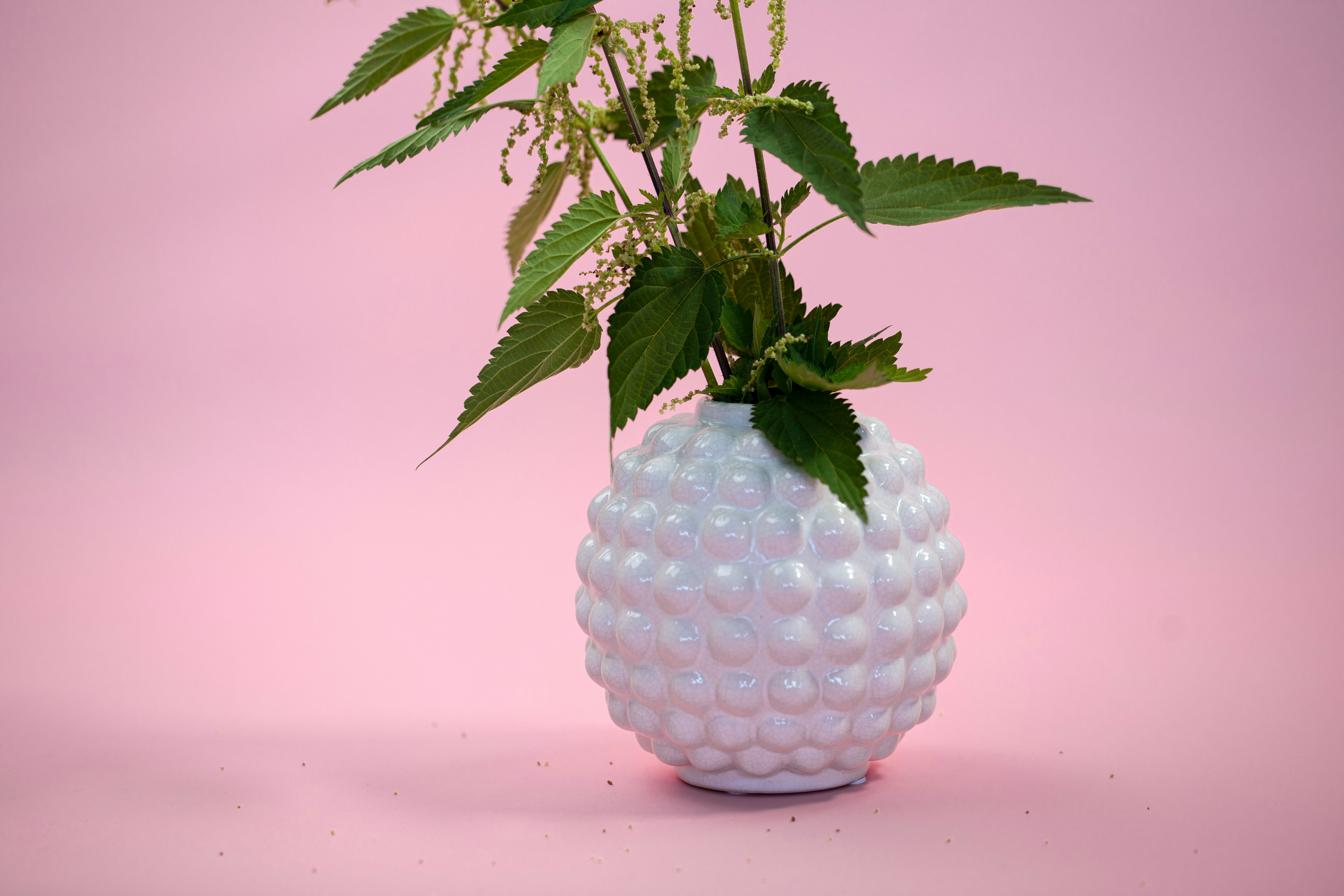 green plant in white ceramic vase
