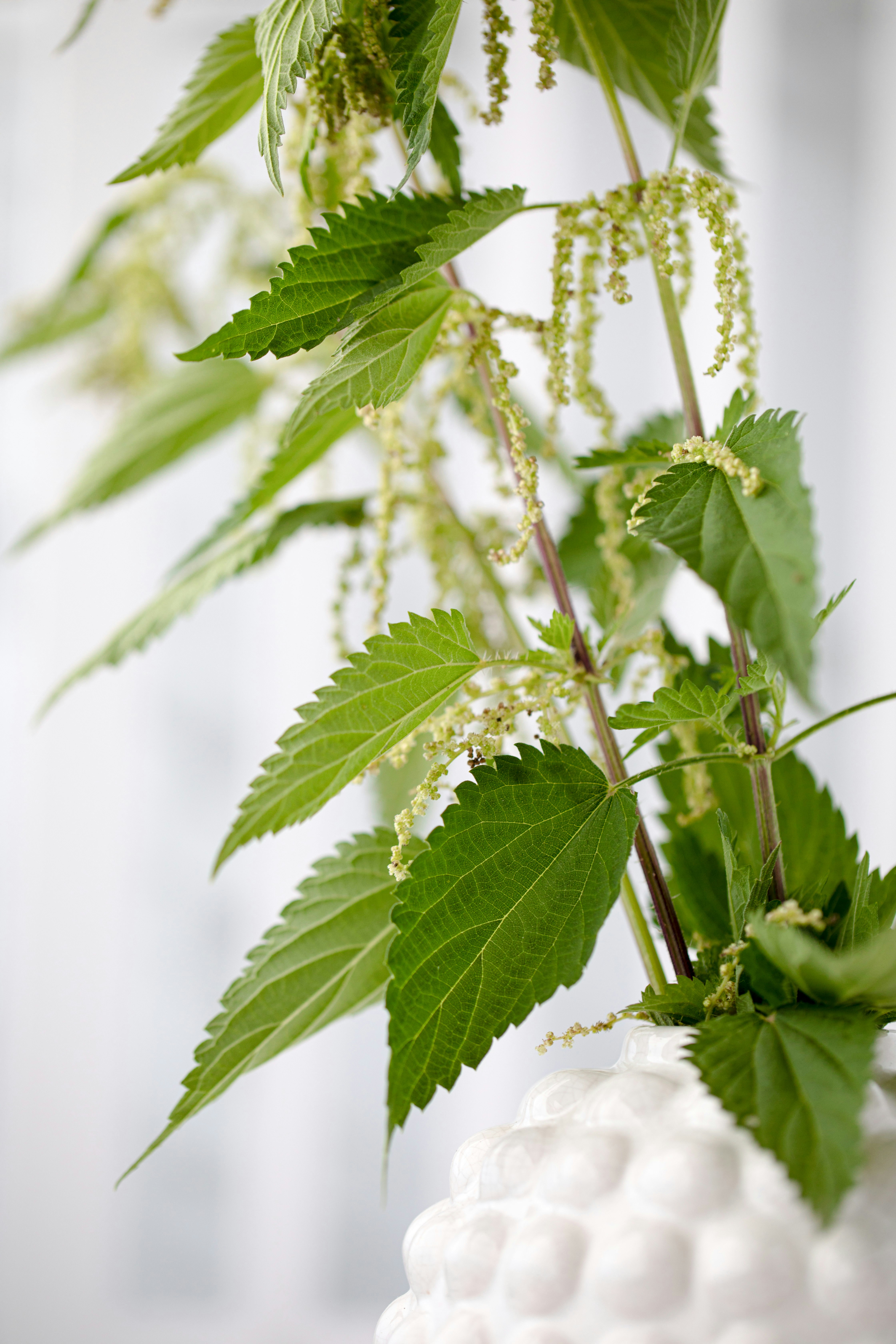 Stinging nettle by Bakd&Raw, Karolin Baitinger 