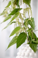 green leaves in tilt shift lens
