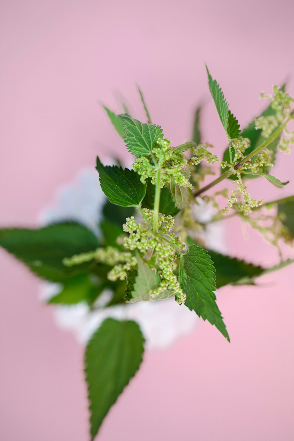 green plant in close up photography